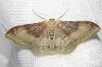 Idaea degeneraria