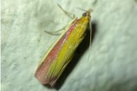 Oncocera semirubella