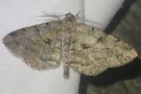 Peribatodes rhomboidaria rhomboidaria