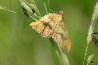 Camptogramma bilineata