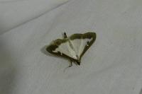 Cydalima perspectalis