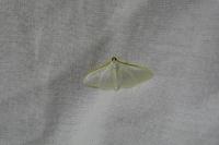 Palpita vitrealis