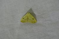 Rivula sericealis