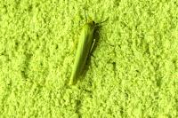 Eilema caniola