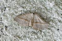 Scotopteryx luridata/mucronata