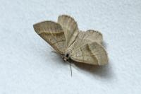 Scotopteryx luridata/mucronata
