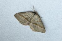 Scotopteryx luridata/mucronata