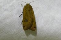 Noctua pronuba
