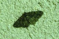 Peribatodes ilicaria ilicaria
