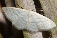 Idaea subsericeata