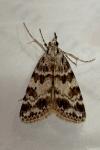 Scoparia pyralella