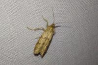 Homoeosoma sinuella