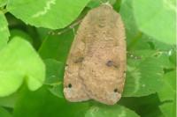 Noctua pronuba