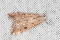 Parapoynx stratiotata