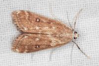Parapoynx stratiotata