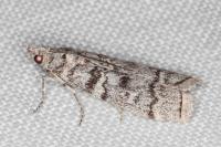 Dioryctria mendacella