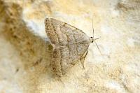 Pechipogo strigilata