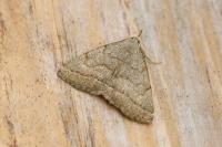 Pechipogo strigilata