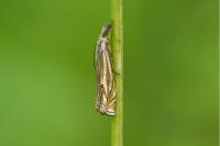 Crambus lathoniellus
