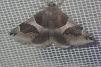 Dysgonia algira
