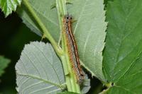Malacosoma neustria