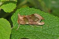 Diachrysia chrysitis