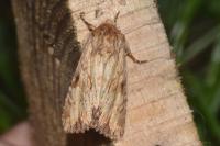 Apamea sublustris