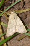 Charanyca trigrammica