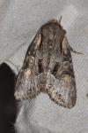 Lacanobia w-latinum