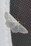 Idaea subsericeata