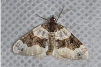 Cosmorhoe ocellata