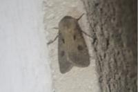 Agrotis exclamationis exclamationis