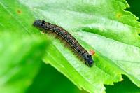 Malacosoma neustria