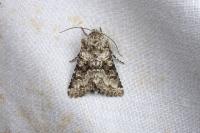 Hecatera bicolorata