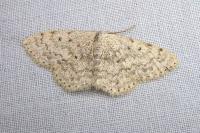 Scopula marginepunctata