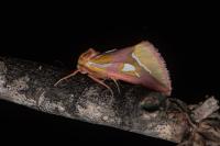 Axia margarita