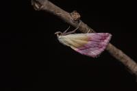 Eublemma purpurina