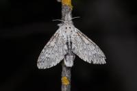 Cerura erminea