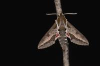 Hyles euphorbiae
