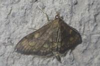 Anania verbascalis
