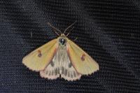 Diacrisia sannio