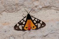 Arctia villica