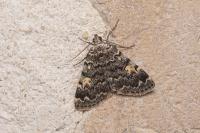 Idia calvaria