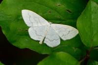 Scopula floslactata