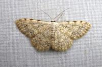 Scopula submutata roseonitens