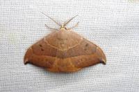 Watsonalla uncinula