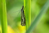 Crambus lathoniellus