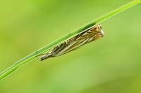 Crambus lathoniellus