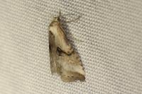 Zebeeba falsalis