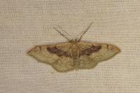Idaea degeneraria
